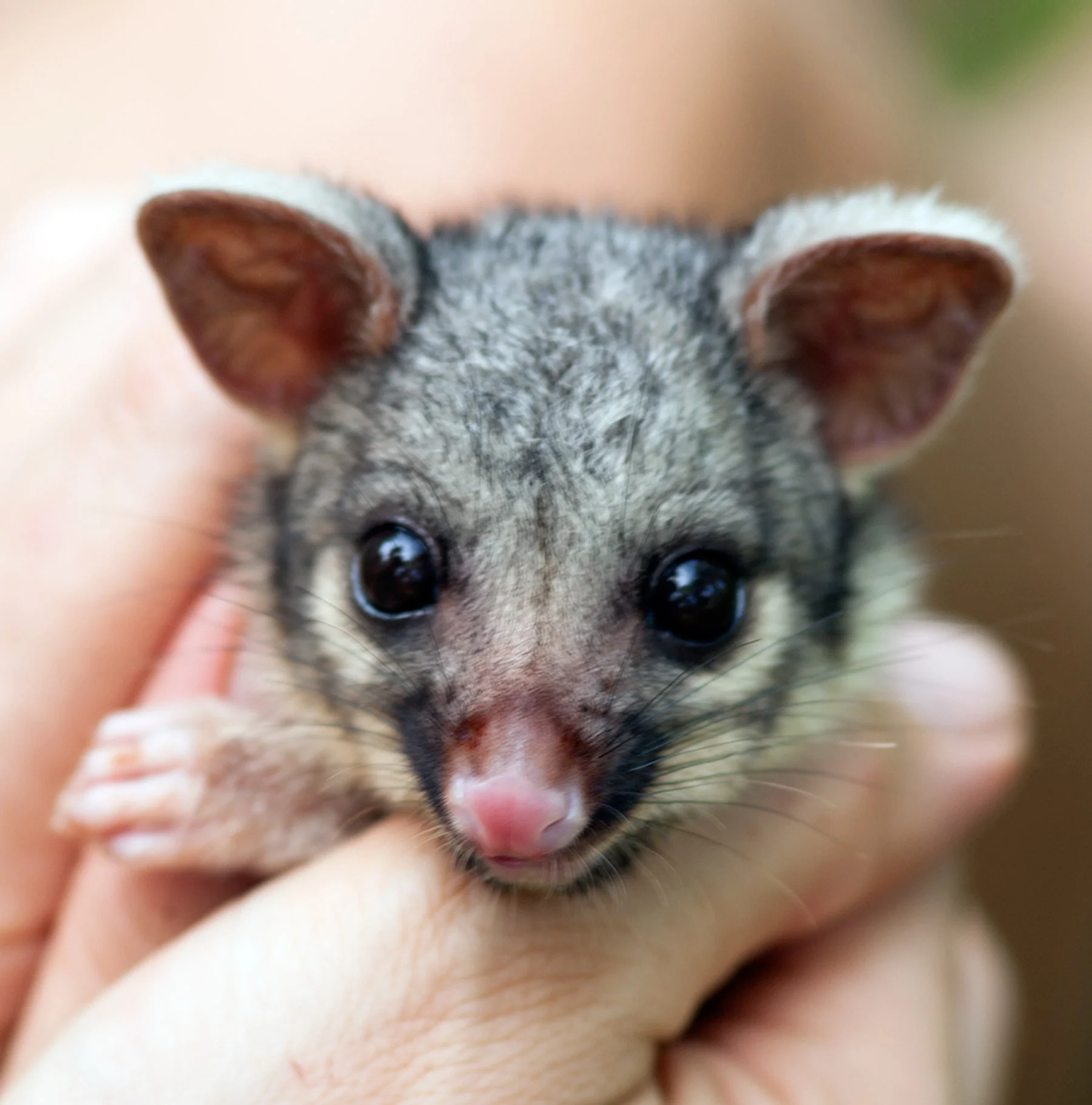 NGphotographics - Northern Brushtail Possum