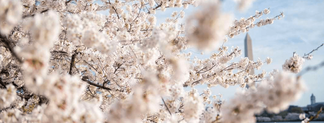 Bike to the Cherry Blossoms