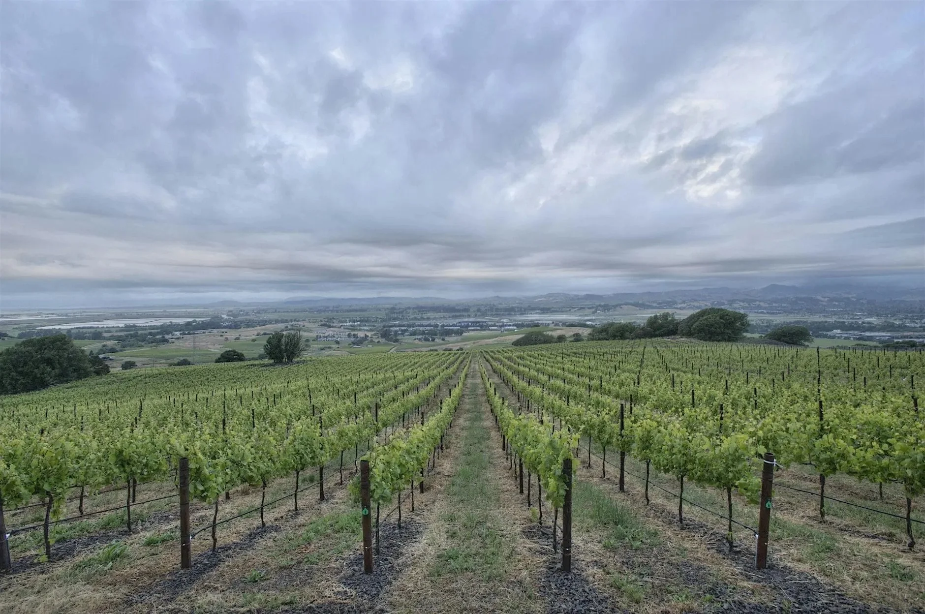 Cakebread Cellars Wine Dinner