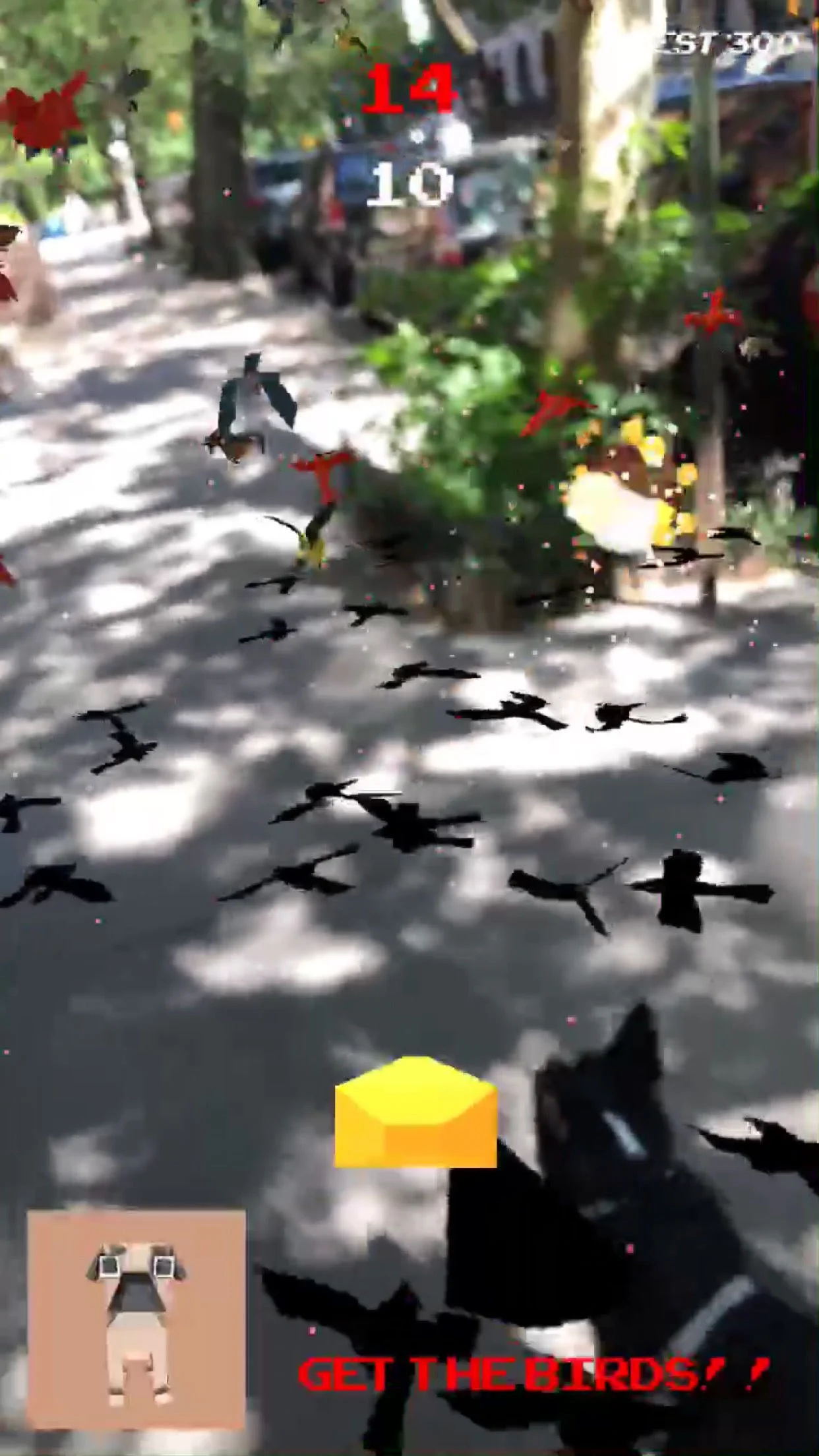 omgbirds4.jpg