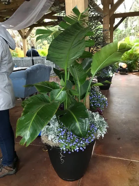 RG Plant pic 2.jpg