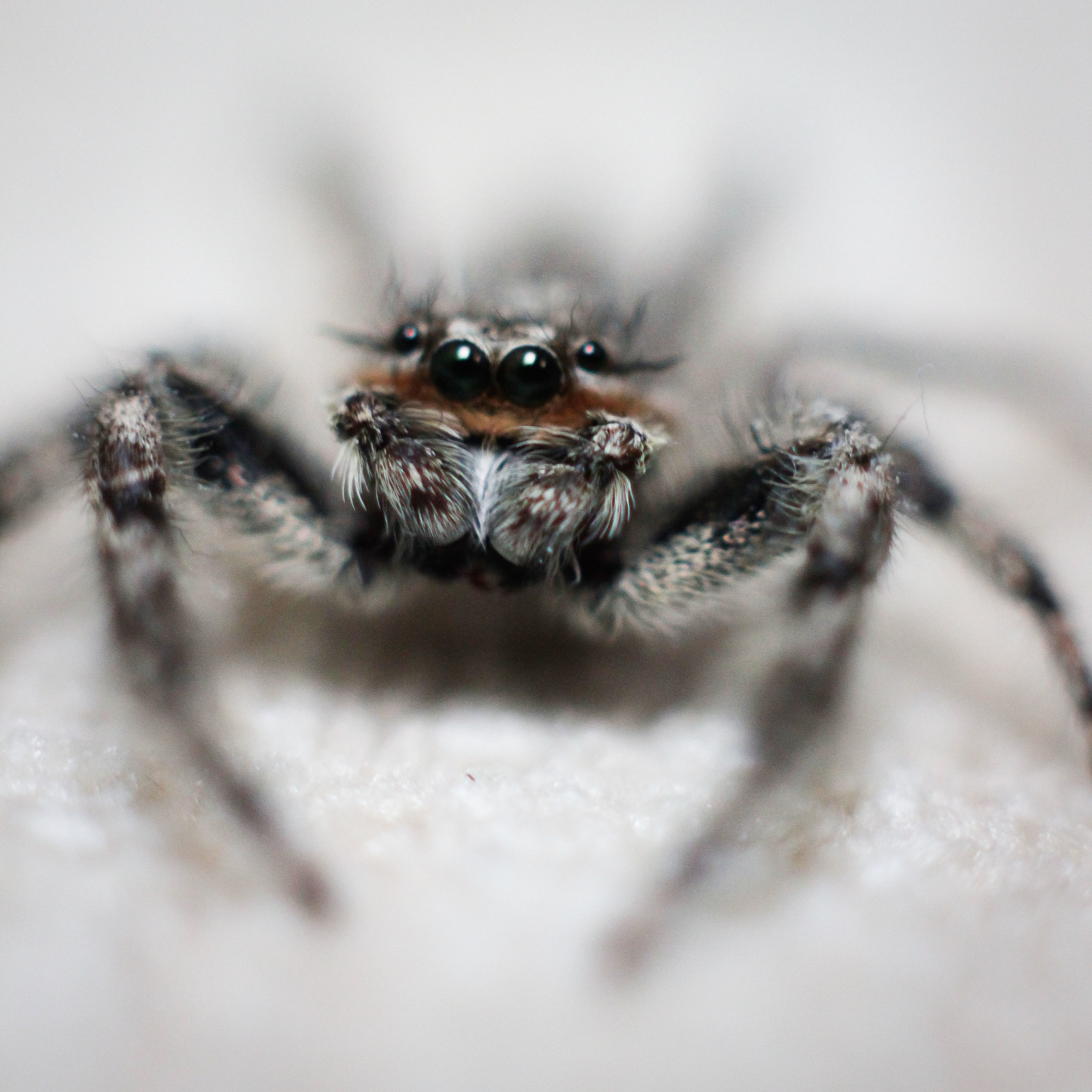 Portrait - Spider