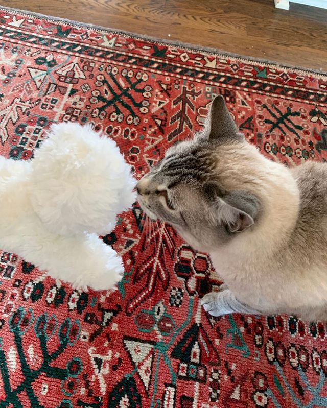 Pearl kisses!💜🐾 #petslovepearl #petkisses #stembooksforkids