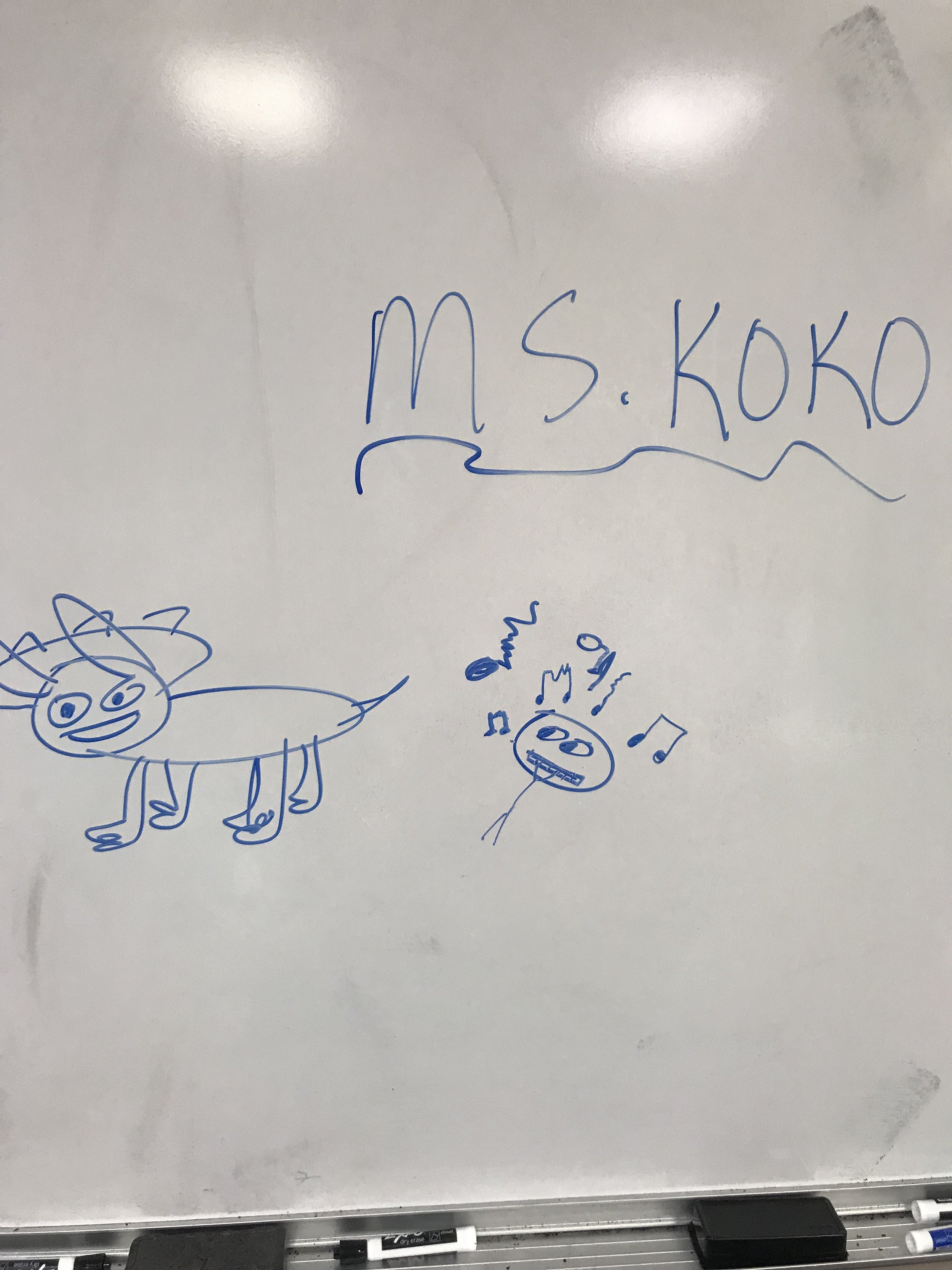 koko.jpeg