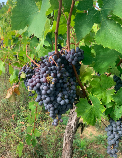 NOW THIS IS ITALY! I LEARNED THAT CHIANTI COMES FROM THESE. I ALSO LEARNED IT IS VERY GOOD WITH RICOTTA GNOCCHI
