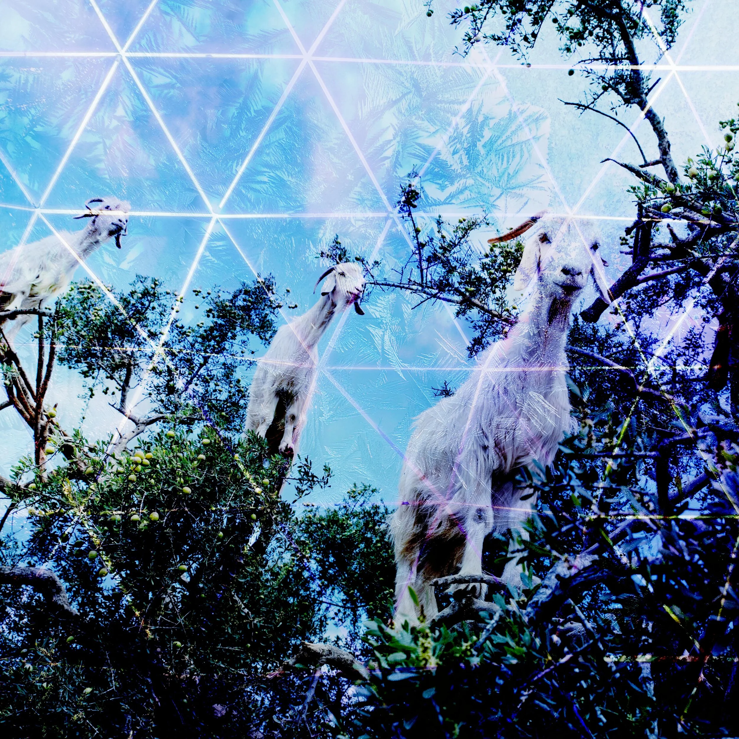 Solstice: Soil and Sky