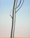 Ghost Tree - Magic Hour, Wanda Koop
