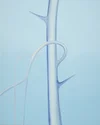 Ghost Tree Thorn - Blue, Wanda Koop