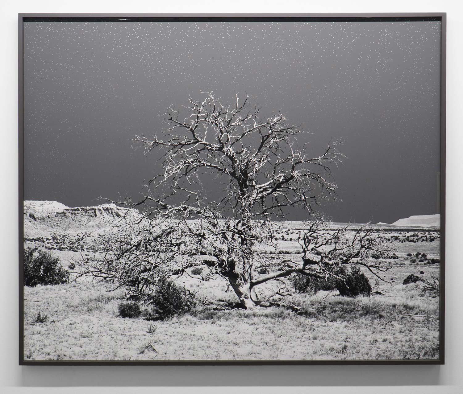   Geneviève Cadieux  -  Arbre seul (enneigé) enneigé) , 2023 Ed. 2/2 Impression au jet d'encre sur papier chiffon rehaussée à la feuille de palladium / Inkjet print on chiffon paper, palladium leaf 60 1/4 x 71 1/2 in. (153 x 181.6 cm) 