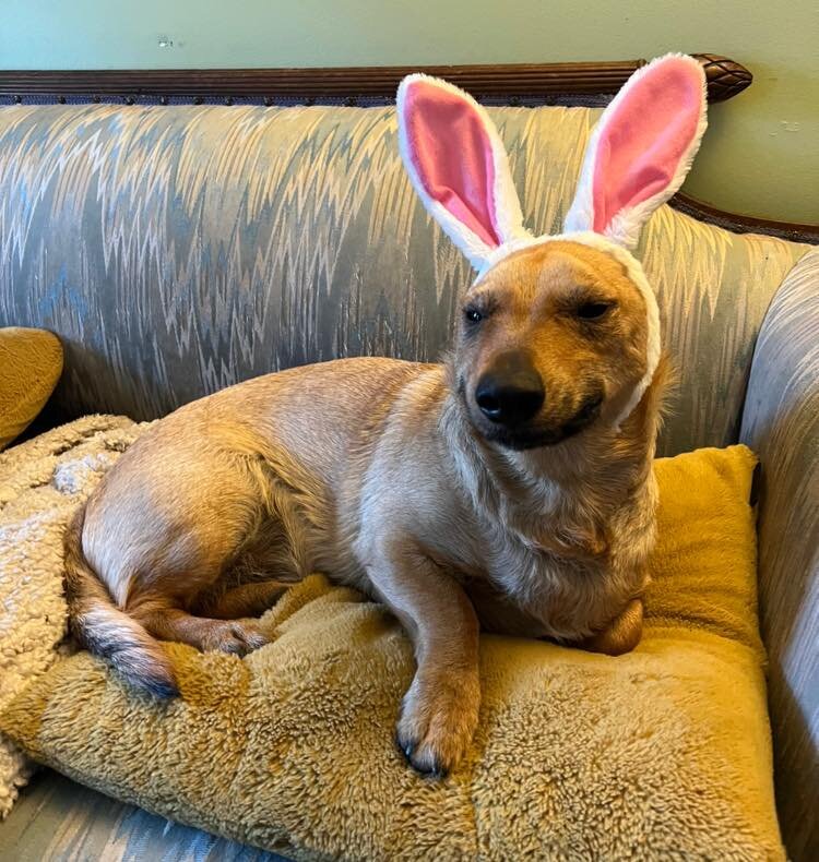 Happy Easter from Merlin the magical dog bunny. I used to have rabbits, so when Hawk showed me this picture he took of Merlin with bunny ears I almost cried! Merlin would be a rabbit if he could be I think.