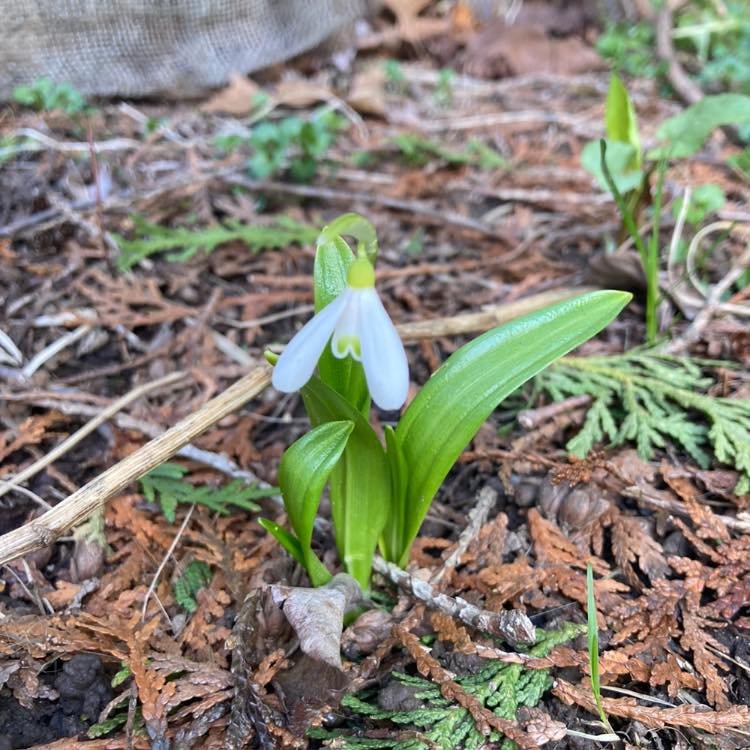 Earth day! 
And I got to have some time in the garden. 
One snowdrop! 
Rhubarb patch. 
A new nettle patch that I absolutely love. 
The Earth gives us so much. 
Everything, truly. 
I love giving back. 
I pray that we&rsquo;ll find a way to live in a w