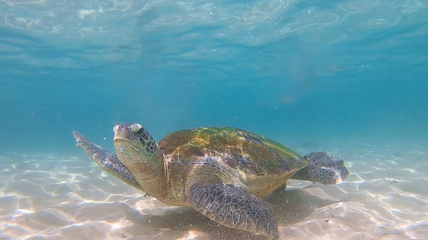 Fancy swimming with turtles? 🐢😍 Take a 5 minute tuk tuk ride or a 20 minute walk from Makahiya to our local beach and do it! All our workouts are in the morning and evening so you have time to explore the area during the day. Or just chill by the p