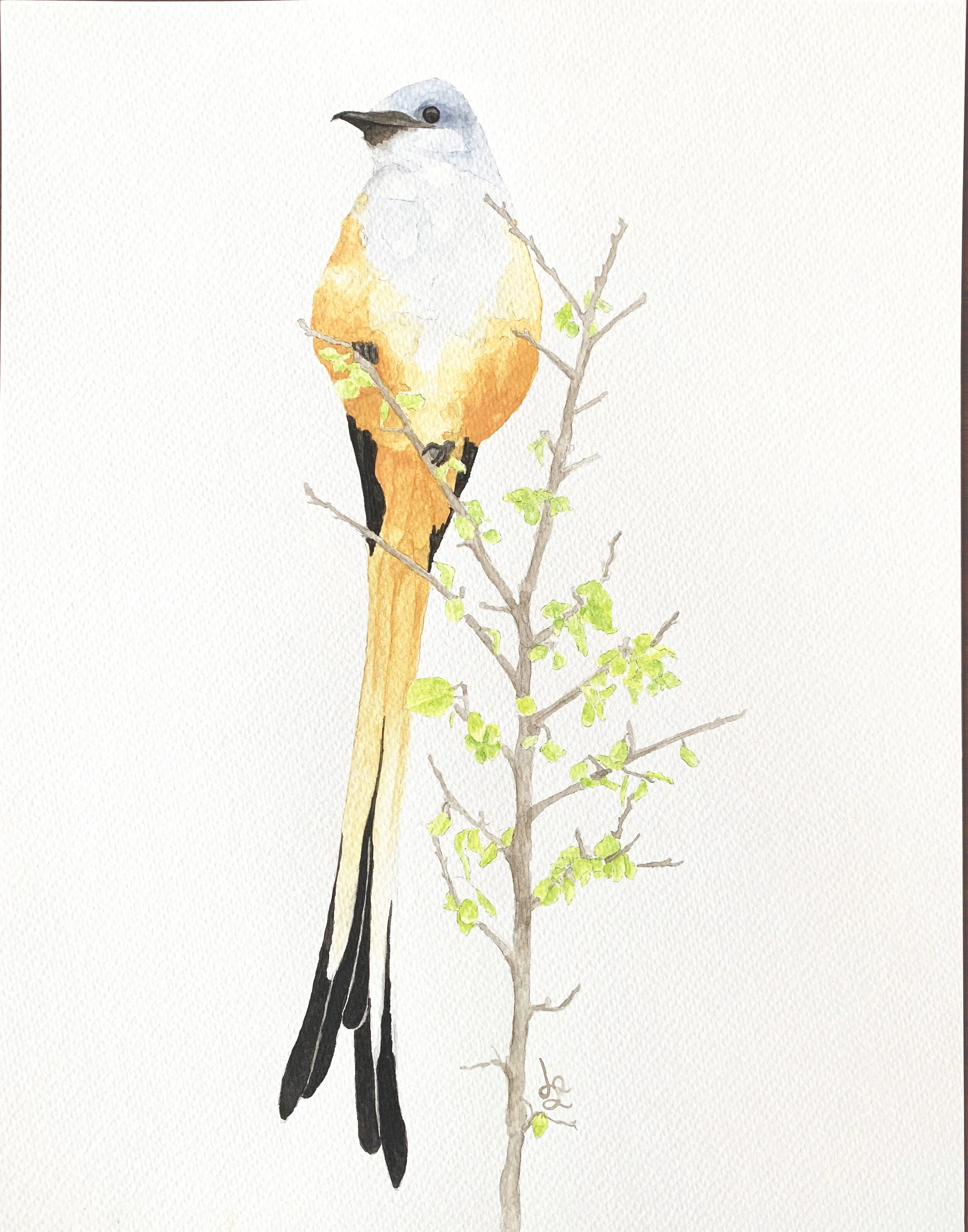 Scissor Tail Flycatcher.jpg