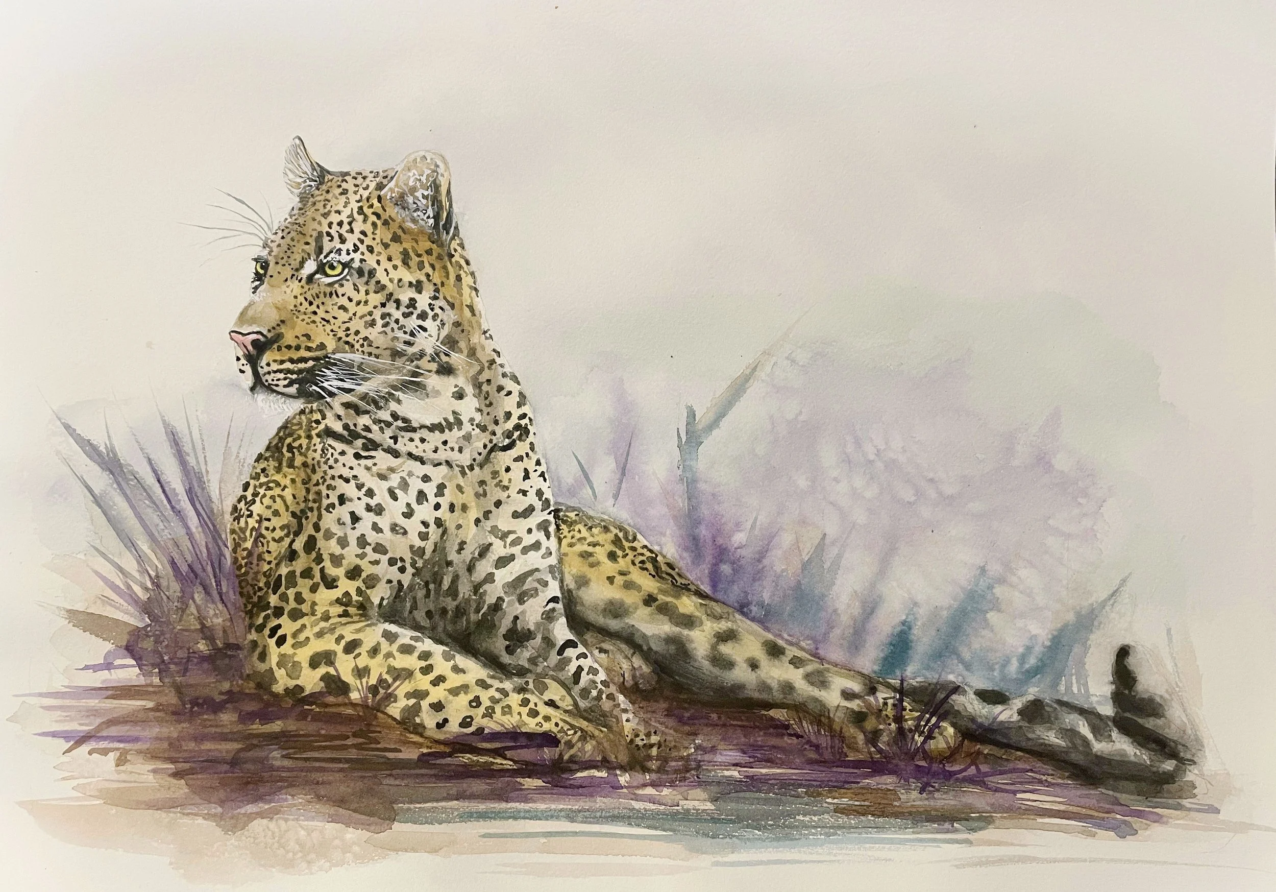 Jeremy Smith African Leopard.jpg
