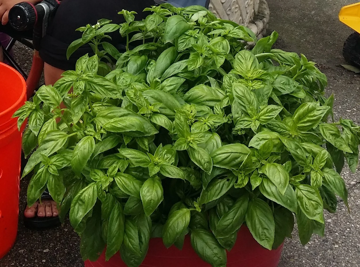 Herbs and Spices Basil