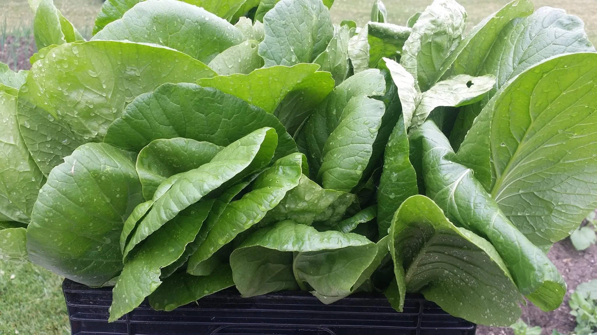 green lettuce