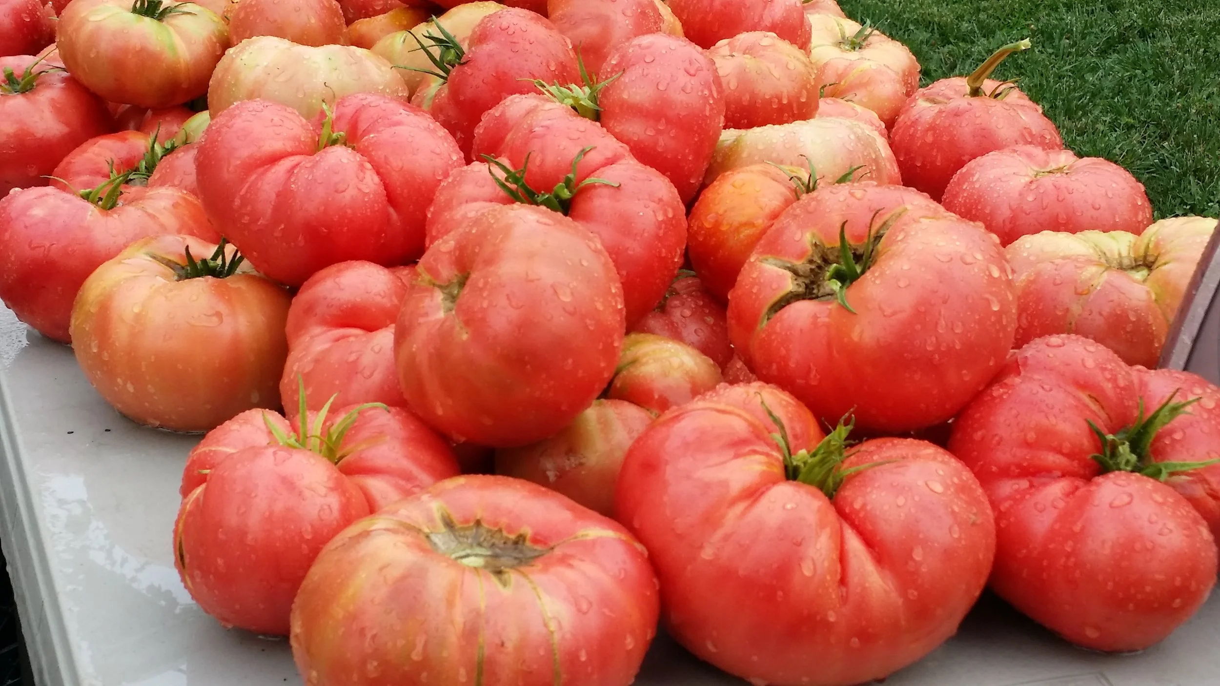 Field Vegetables Tomatoes
