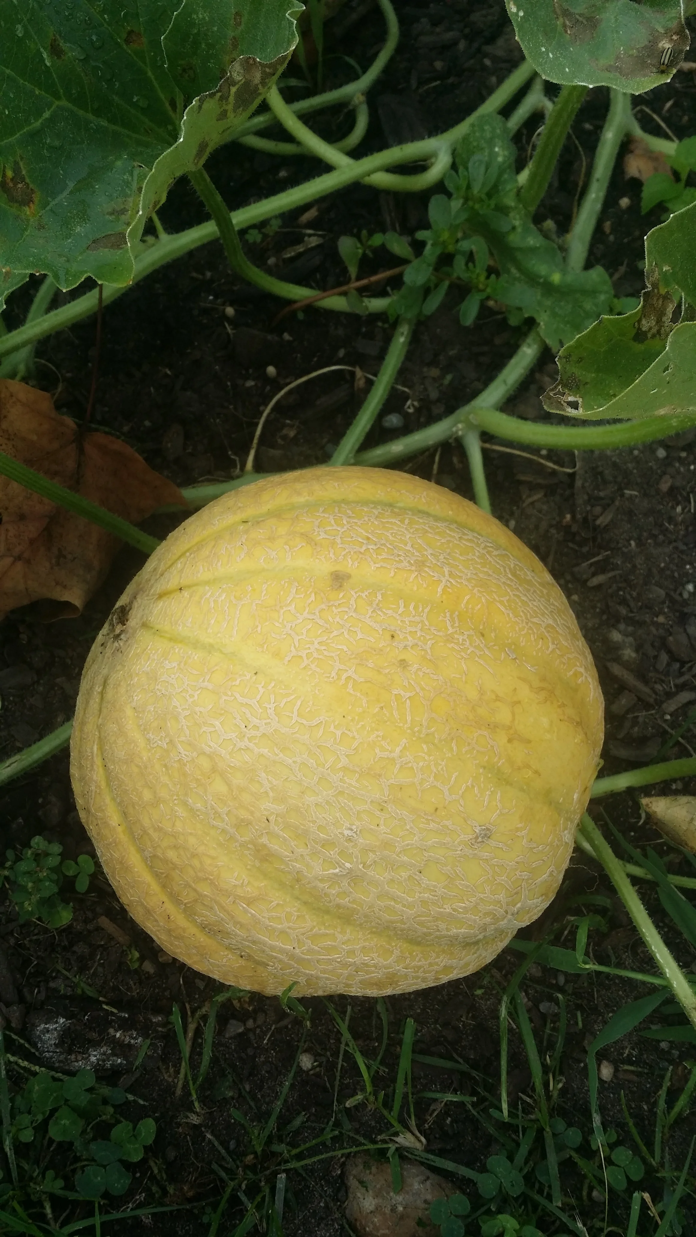 Fruit Cantaloupe