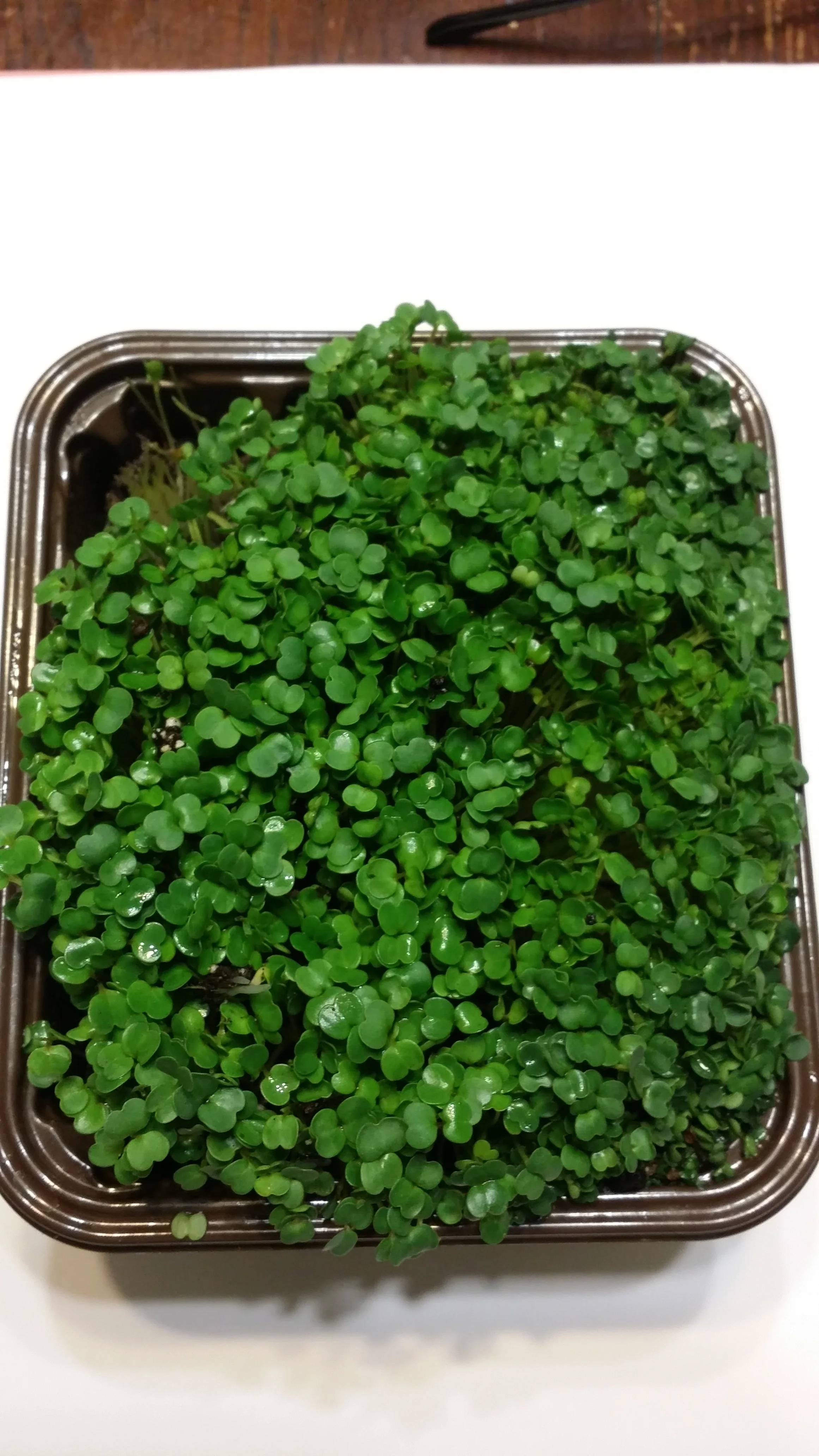 microgreens sprouts