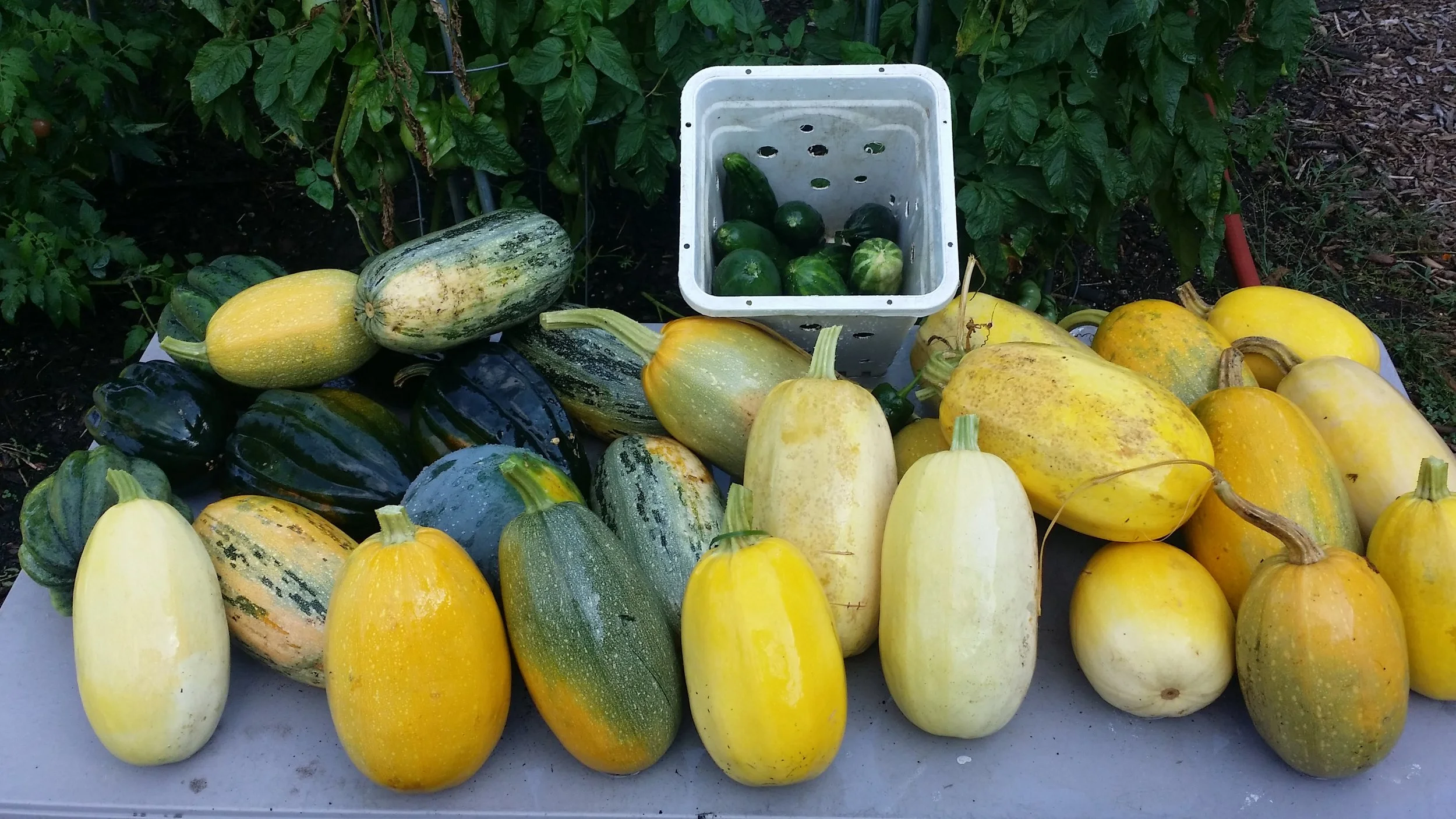 Spaghetti and Acorn Squash