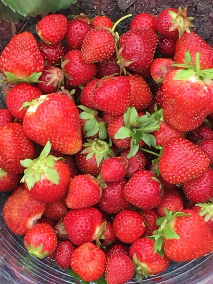 Berries Fruit Strawberries