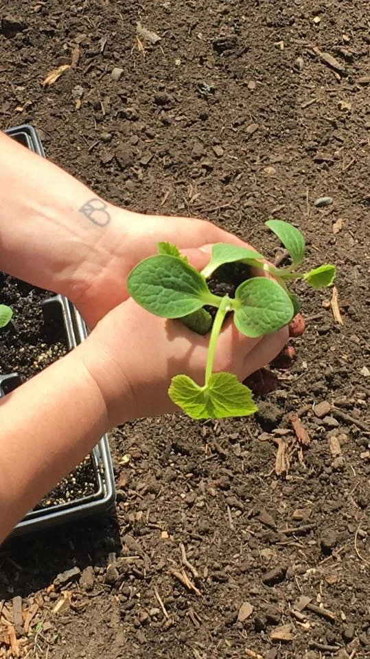 farmer planting squash