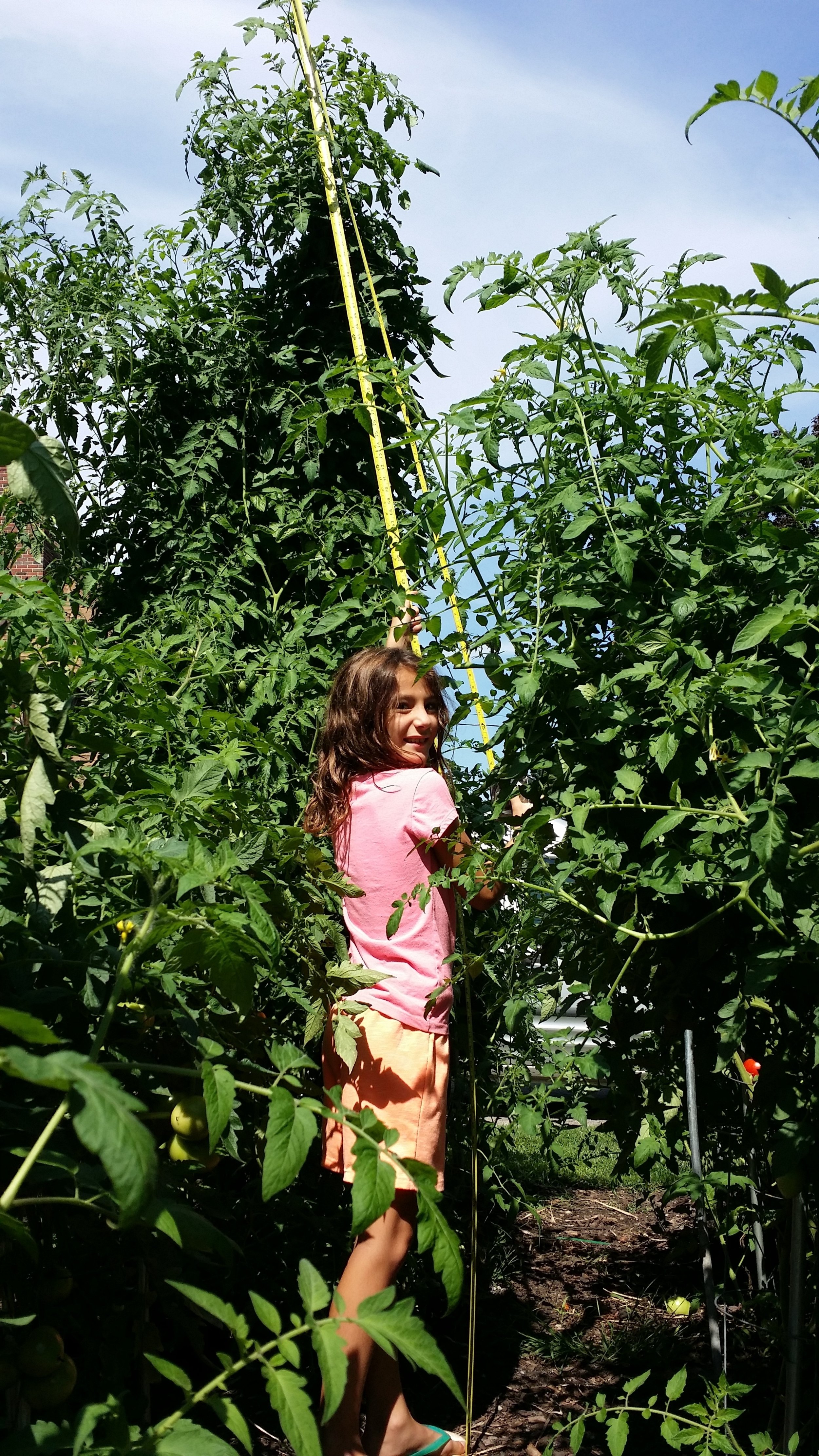  Tomato plants over 11 ft. tall! 