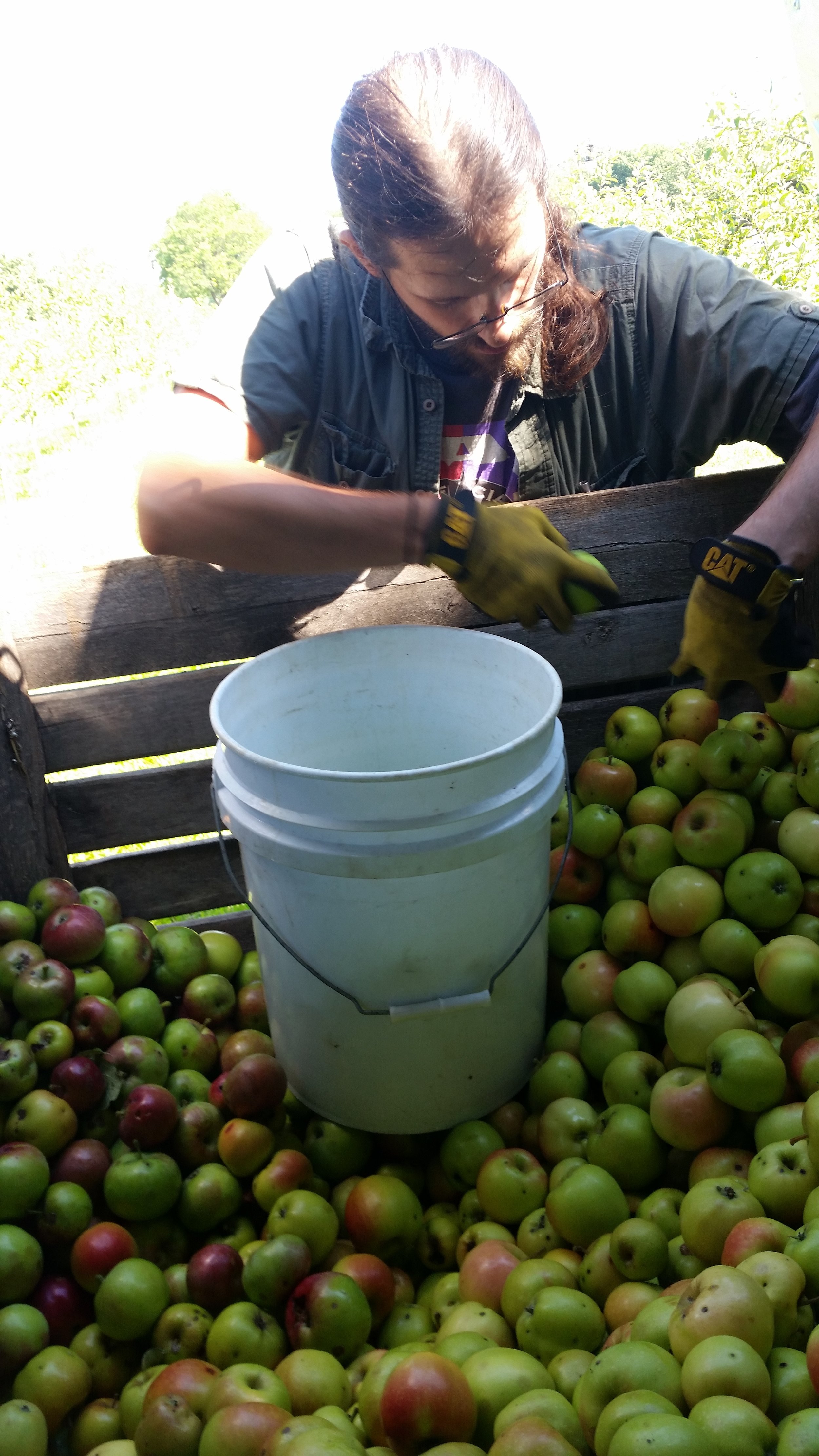  Farmer Adam sorting the apples! 