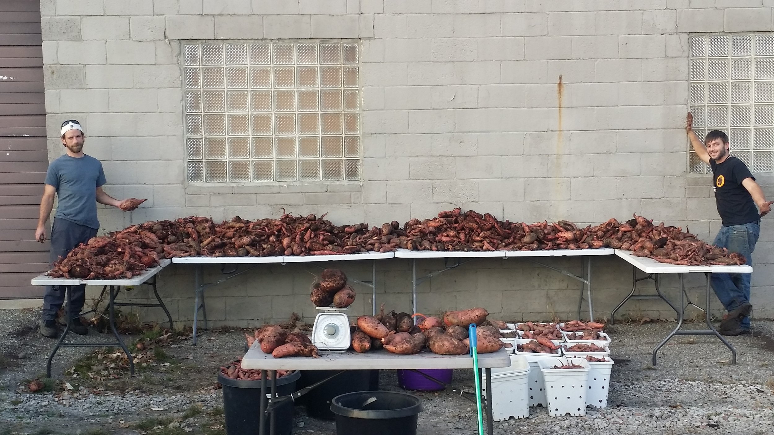  So many Sweet Potatoes all grown above ground! 