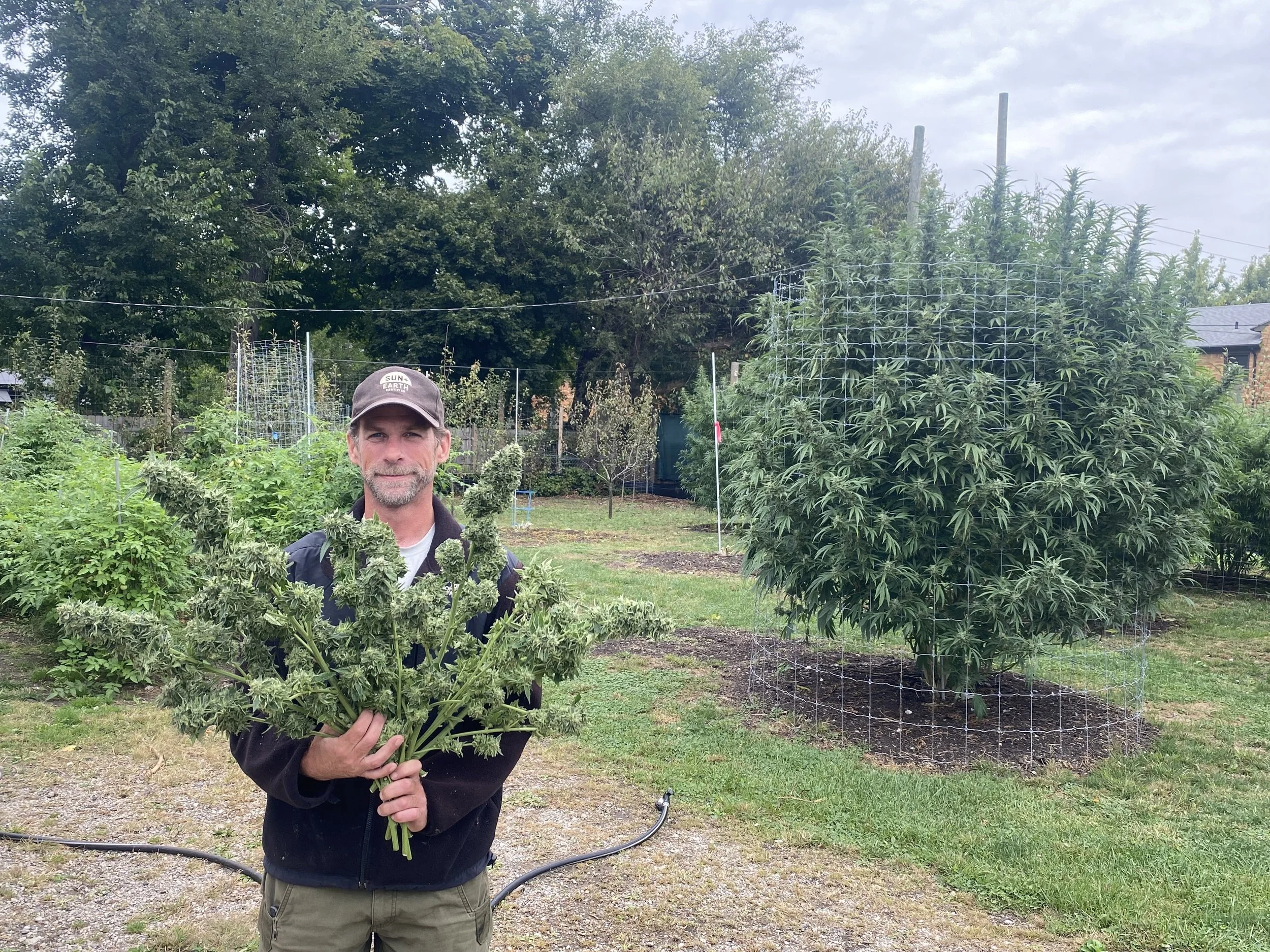 Sun and Earth Cannabis Marijuana