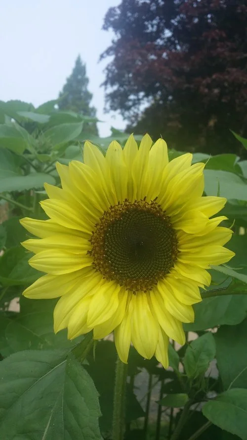 Flowers  Sunflower