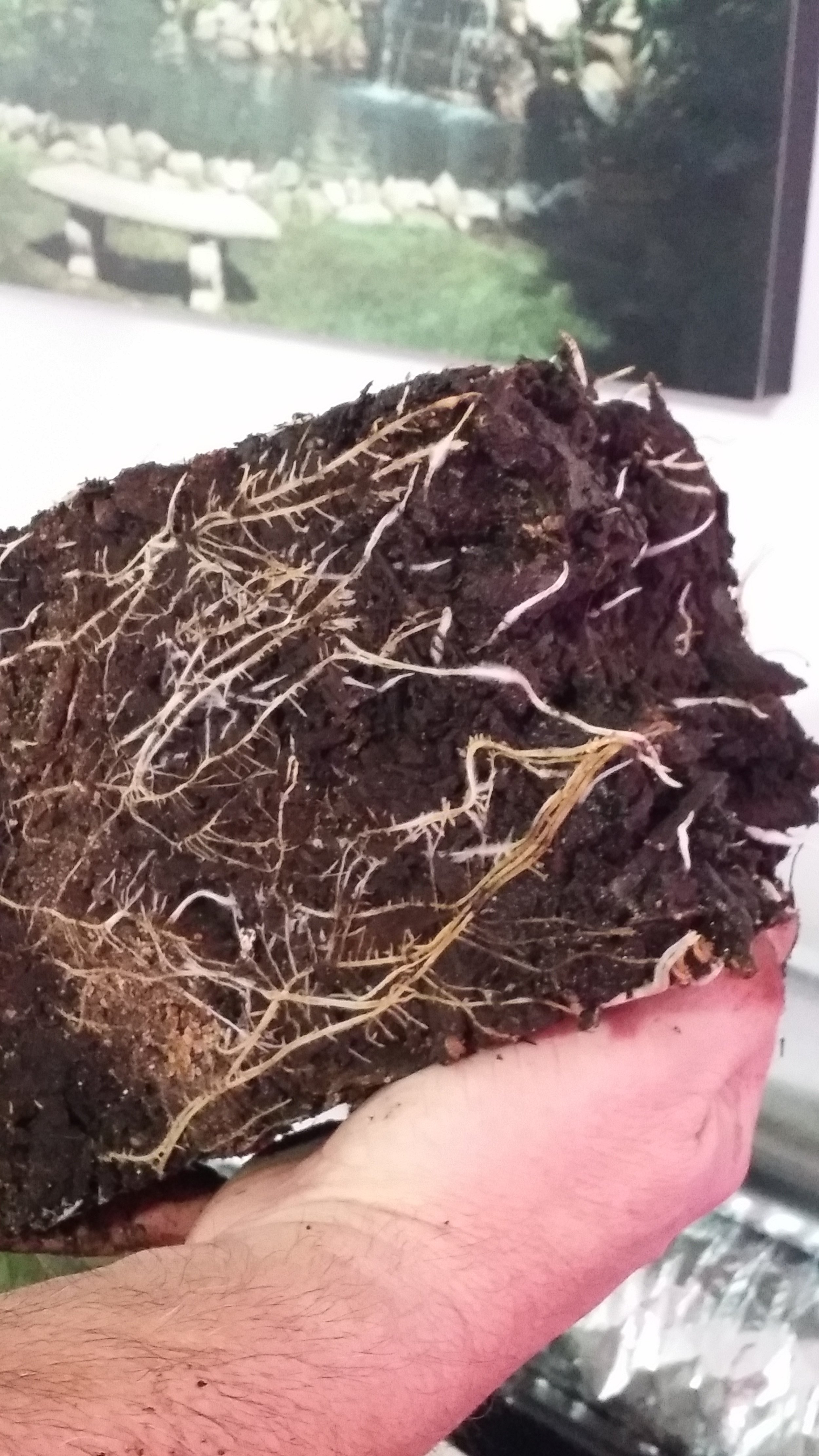 cannabis soil roots