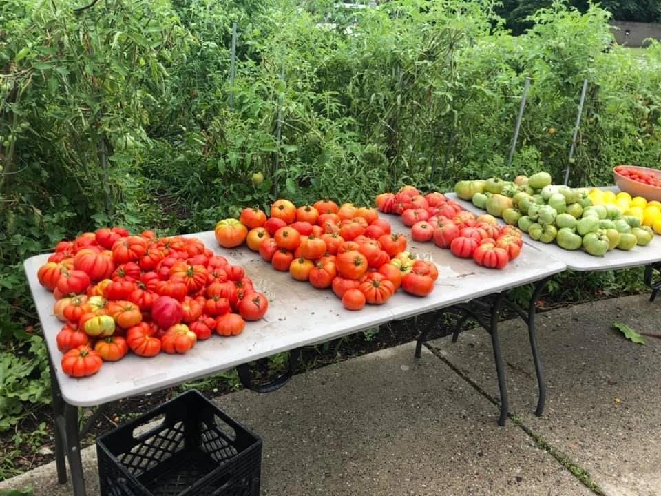 farmstand tomatoes