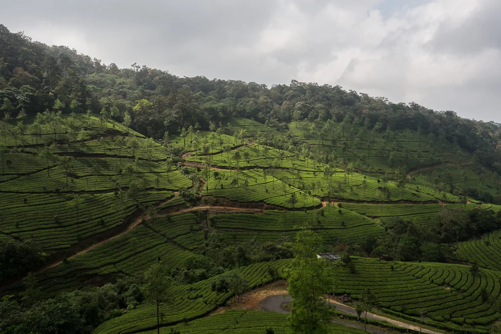tea plantation near munnar