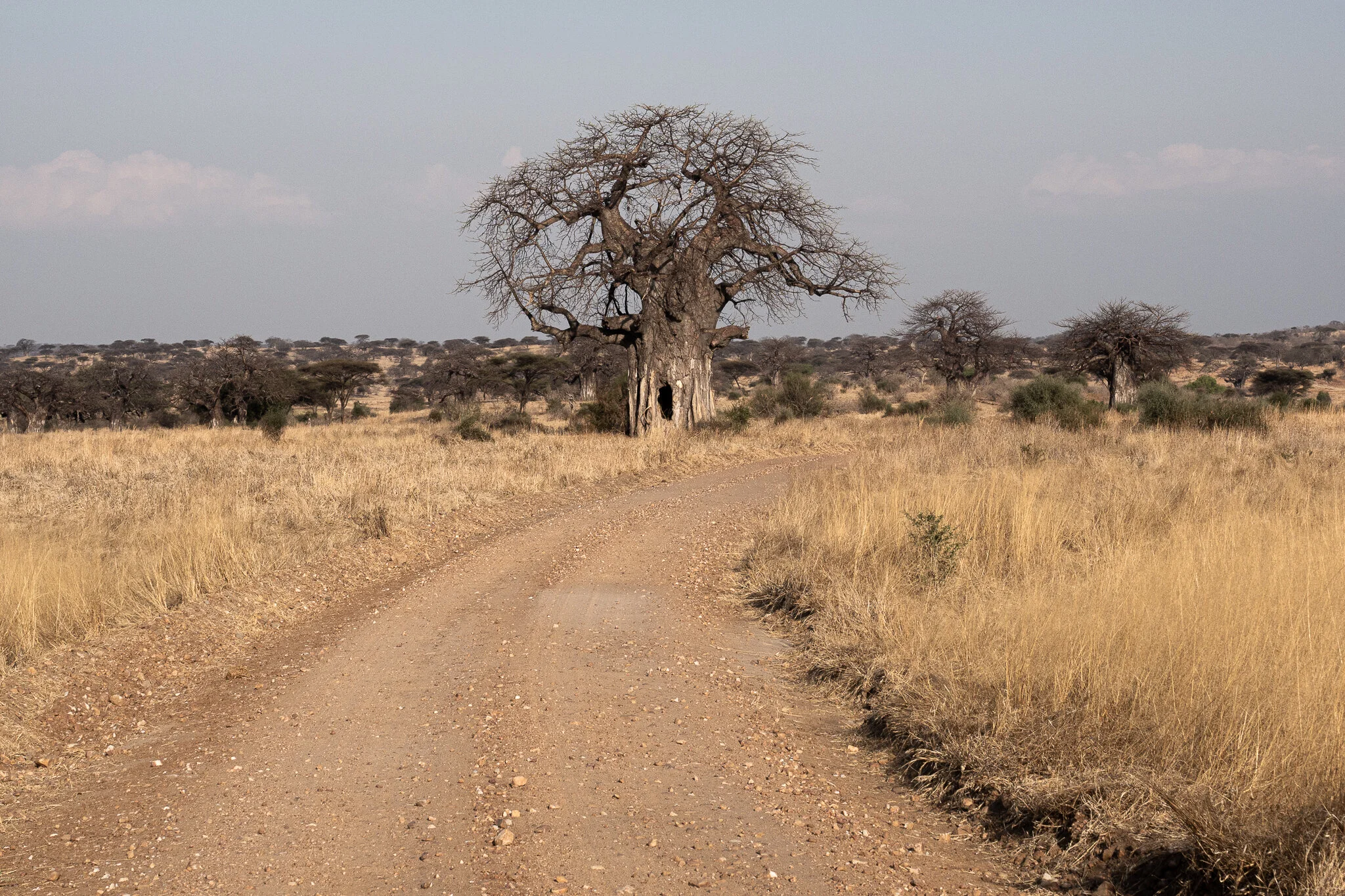 Landscape in Ruaha