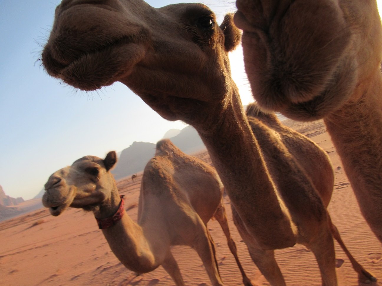 camel talk 2.jpg