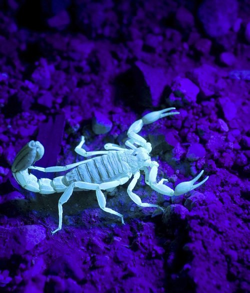 giant-hairy-scorpion-1667985_1280.jpg
