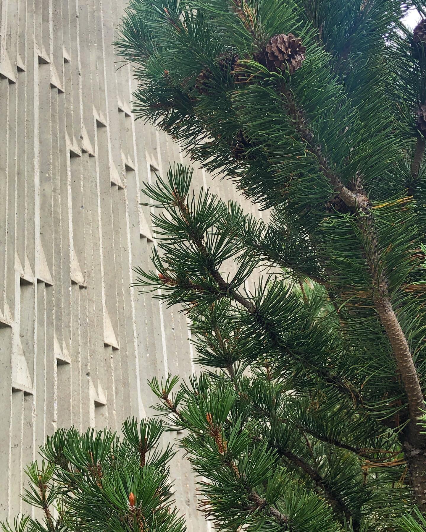 Contrast
Unapproachable
Brutal
.
.
.
#yyc #calgary #brentwoodyyc #brentwoodcalgary #brutalism #pricklypines #unapproachable
