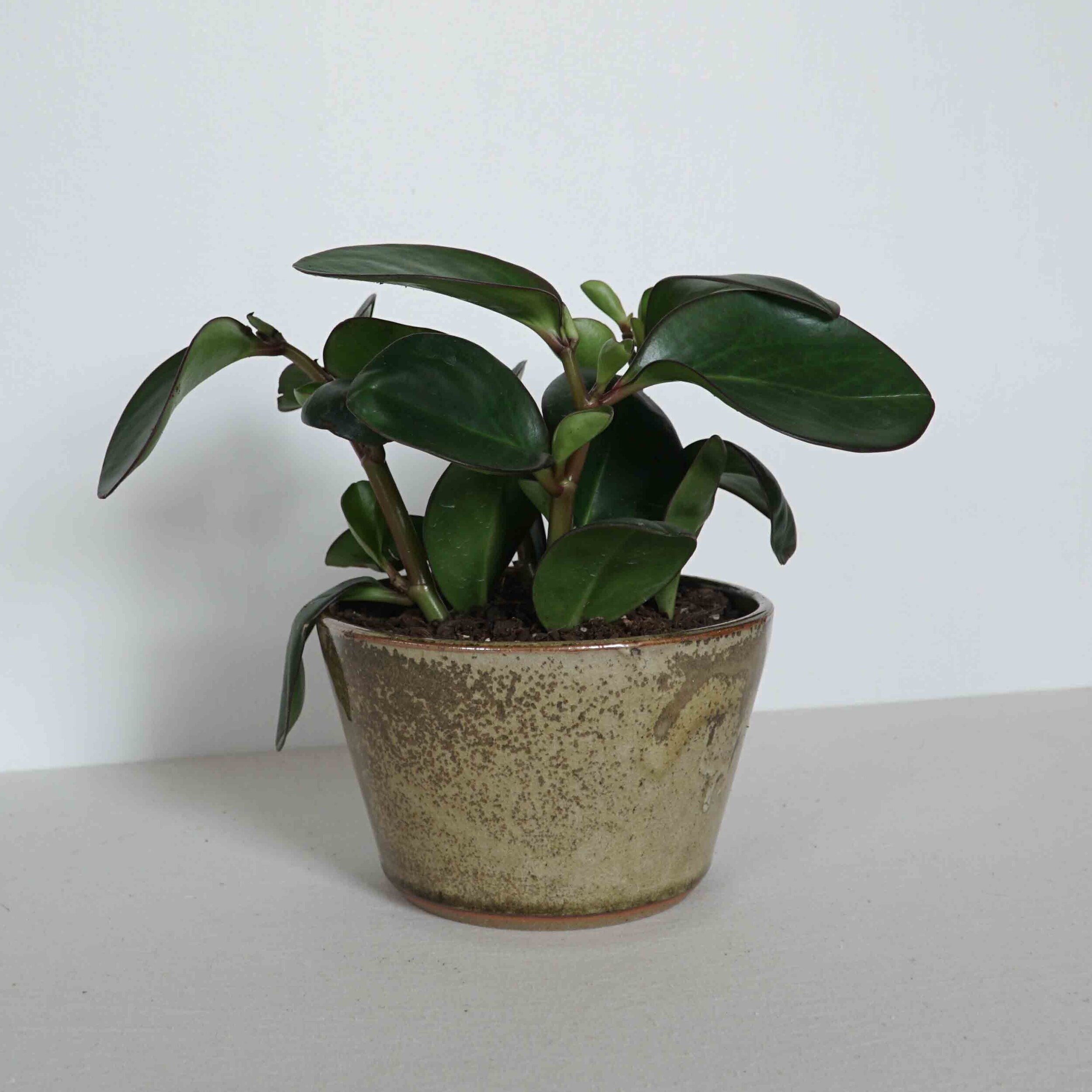 Planter, Medium (FINAL PRODUCTION!)