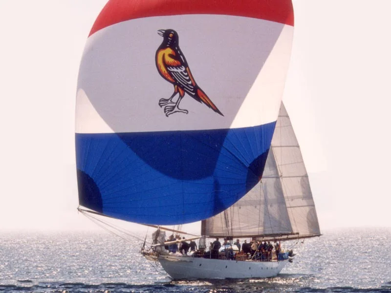 Oriole.jpg