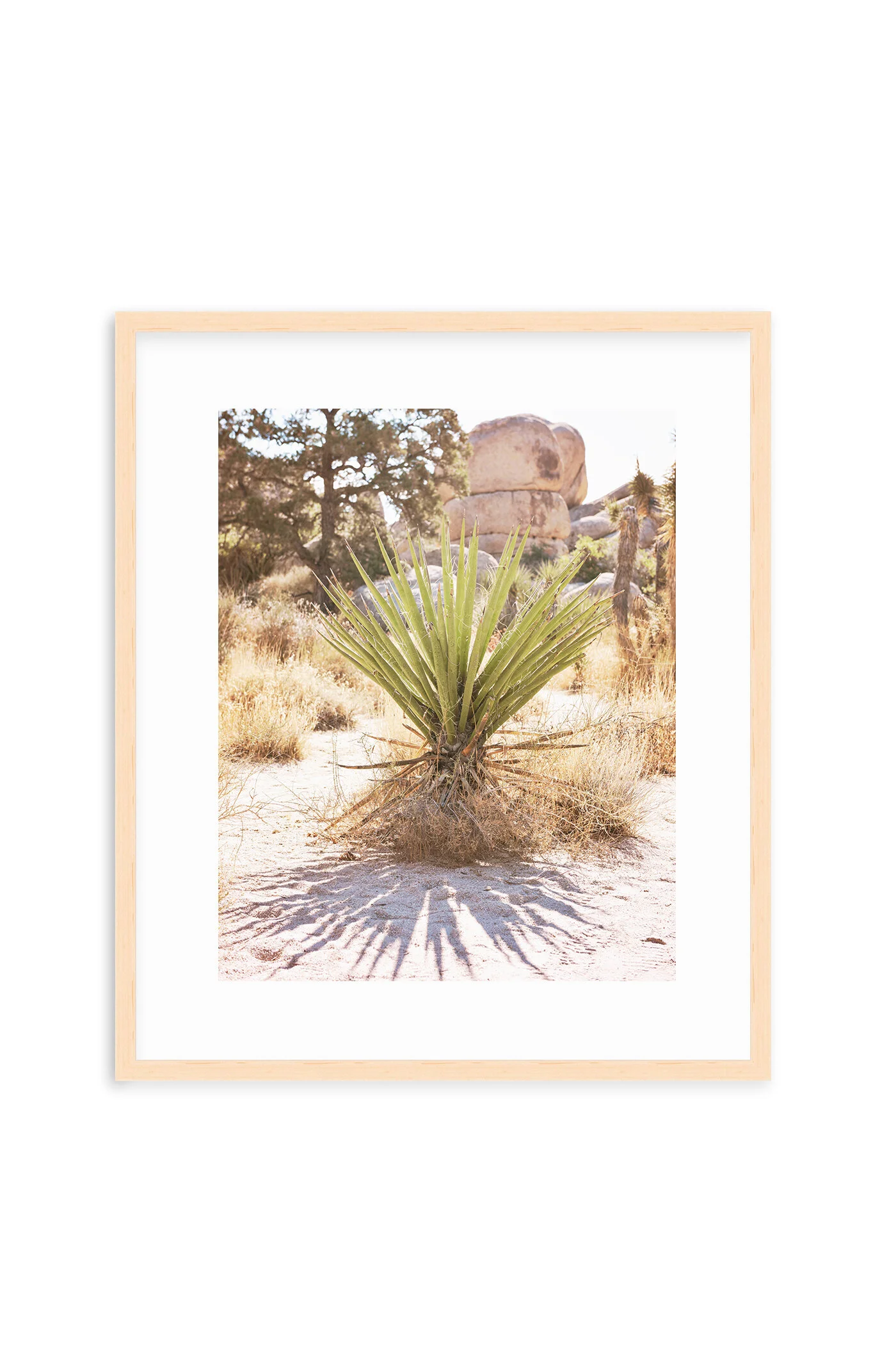 Cactus Shadow