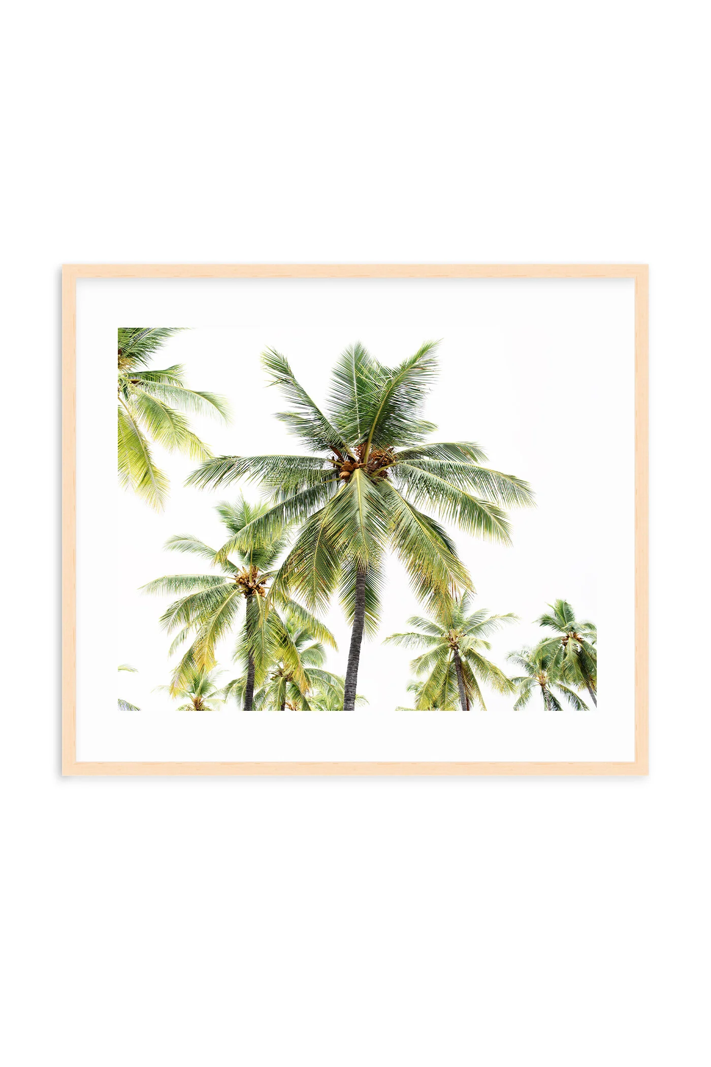 Coconut Palms