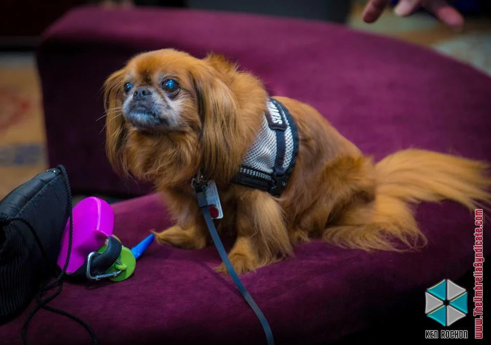 Annies Dog .jpg
