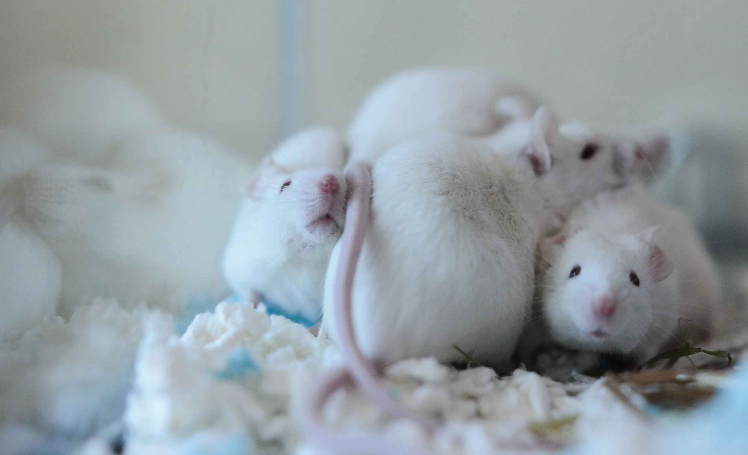 mspca mice.jpg