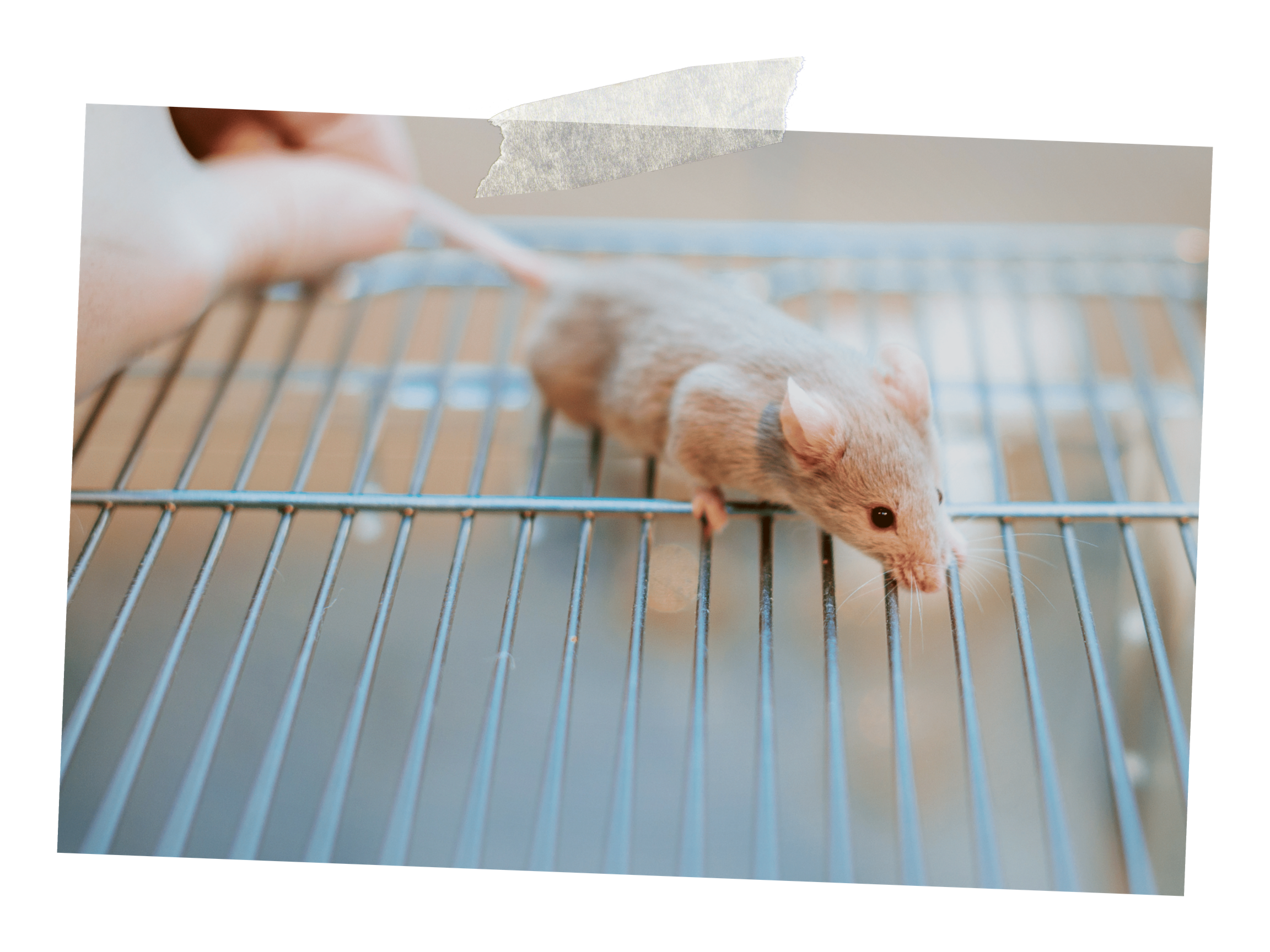 Tape.Lab Mouse.png