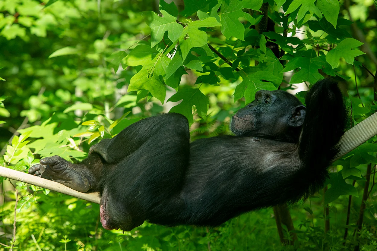 Emma relaxes on a firehose swing. NEAVS’s sponsorship of Emma continues to provide for all of her exemplary care at the sanctuary. Photo credit: Joan Miller, Project Chimps.