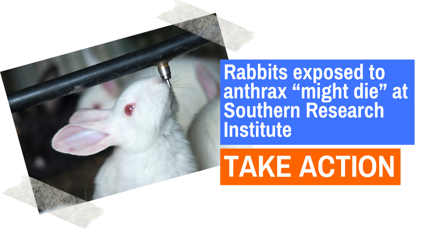 rabbit banner take action.png