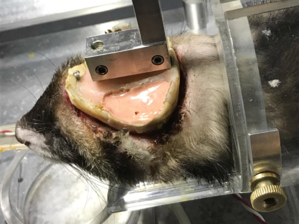 Ferret #100951 in restraint device for behavioral training and cap care. Skin around cap is moist with foul-smelling crusty exudate.