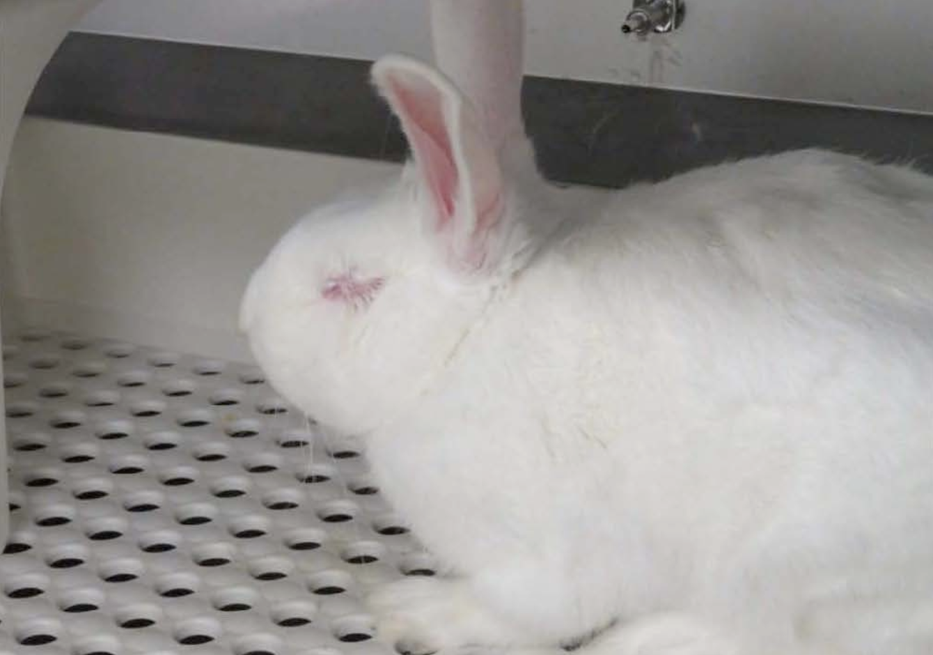 Take Action for Rabbits Harmed in Cruel Experiment at Vanderbilt — New