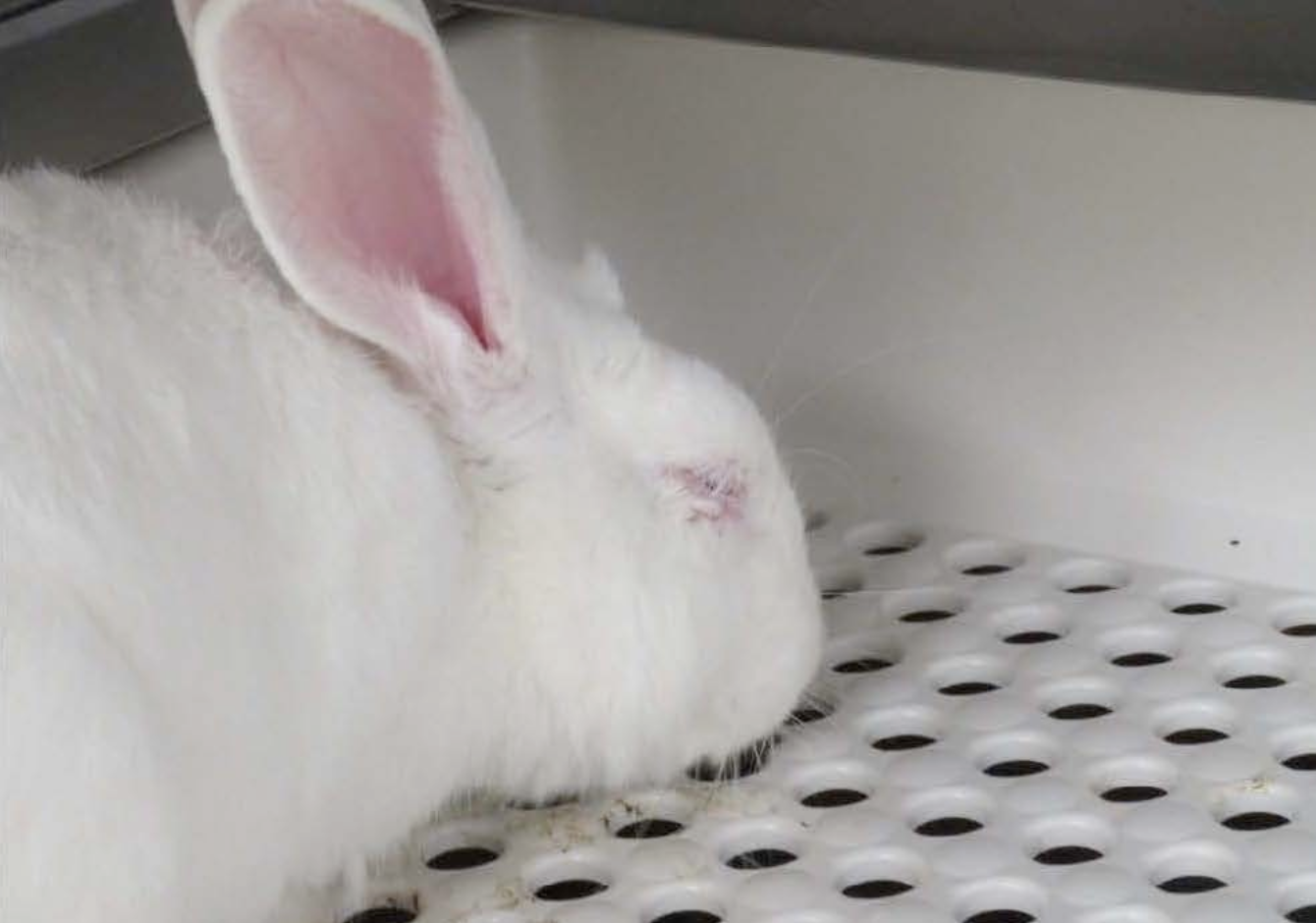 Take Action for Rabbits Harmed in Cruel Experiment at Vanderbilt — New